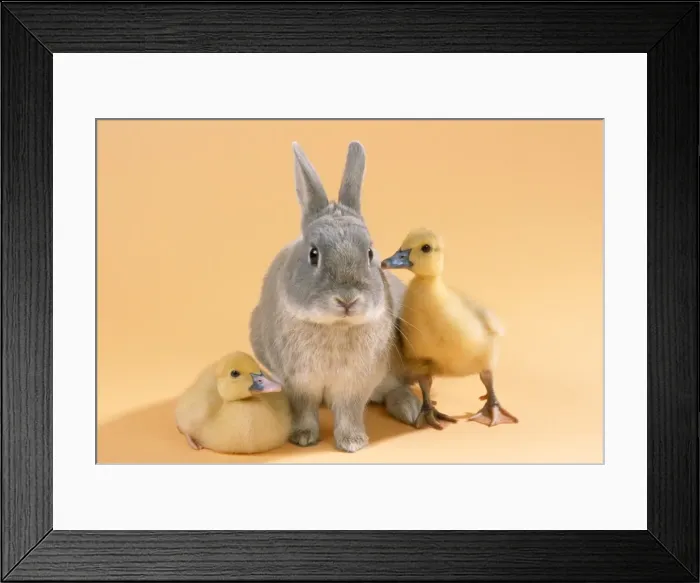 Framed Print : Rabbit - with Muscovy ducklings Framed Print : Rabbit - with Muscovy ducklings