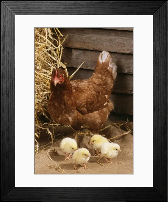 Framed Print : Chicken With Chicks