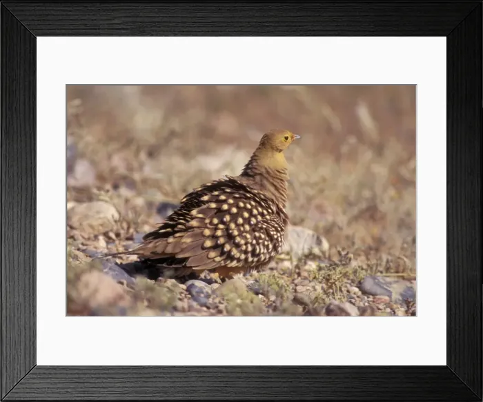 Framed Print : Namaqua Sandgrouse Kelkiewyn, Namibia, Africa Framed Print : Namaqua Sandgrouse Kelkiewyn, Namibia, Africa