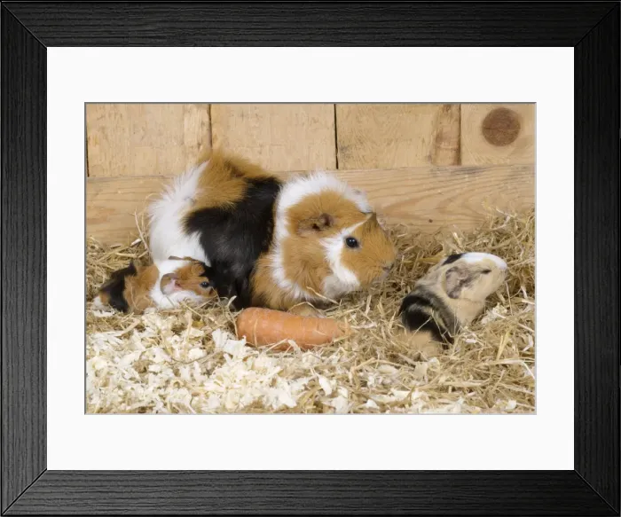Framed Print : Guinea Pig - with 3 day old young