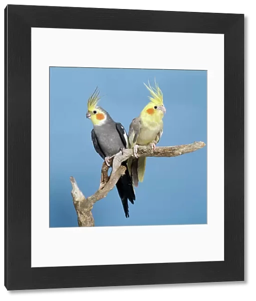 Cockatiel Birds - Two perched on branch