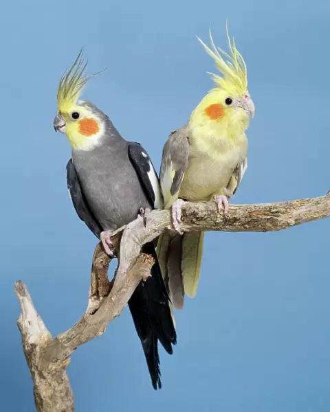Cockatiel Birds - Two perched on branch