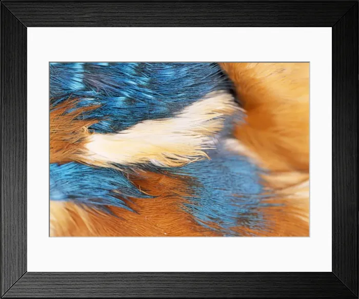 Framed Print : Kingfisher - feathers Framed Print : Kingfisher - feathers