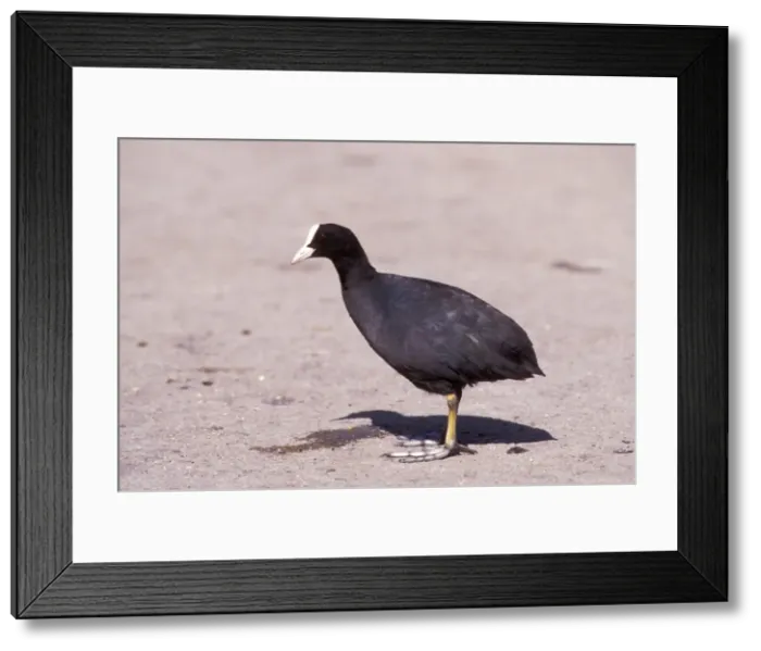 Framed Print : Coot. JD-16129. COOT - side view. Fulica atra Framed Print : Coot. JD-16129. COOT - side view. Fulica atra