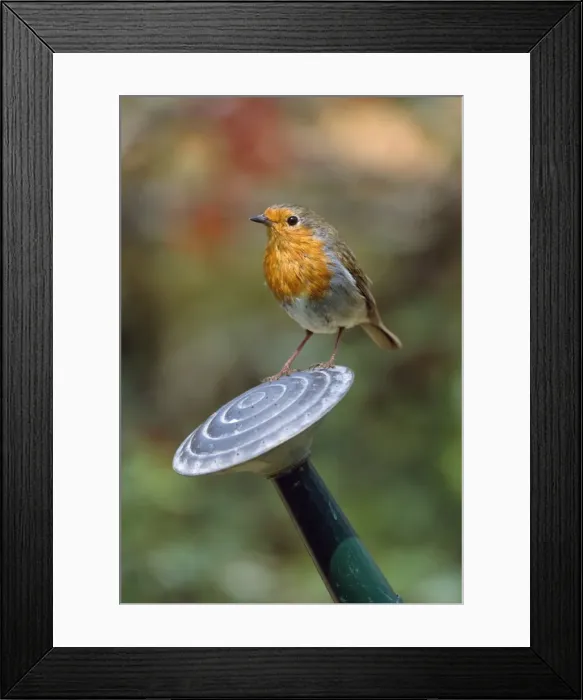 Framed Print : Robin - on watering can Framed Print : Robin - on watering can
