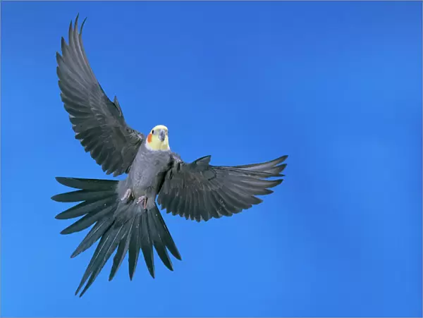 Cockatiel - in flight