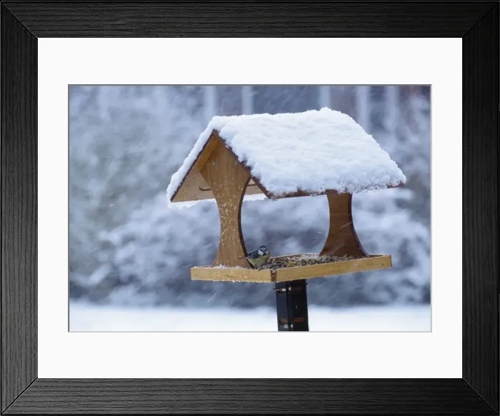 Framed Print : Blue Tit - on bird table in snow Framed Print : Blue Tit - on bird table in snow