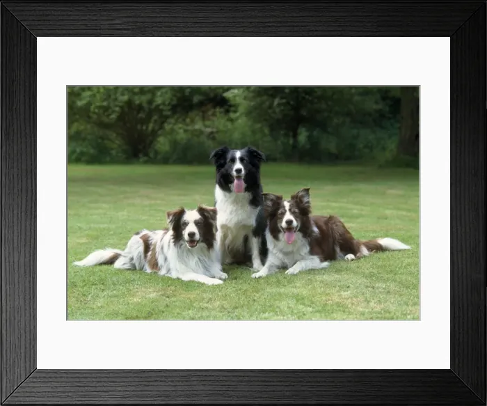 Framed Print : Border Collie Dog - x3 Framed Print : Border Collie Dog - x3