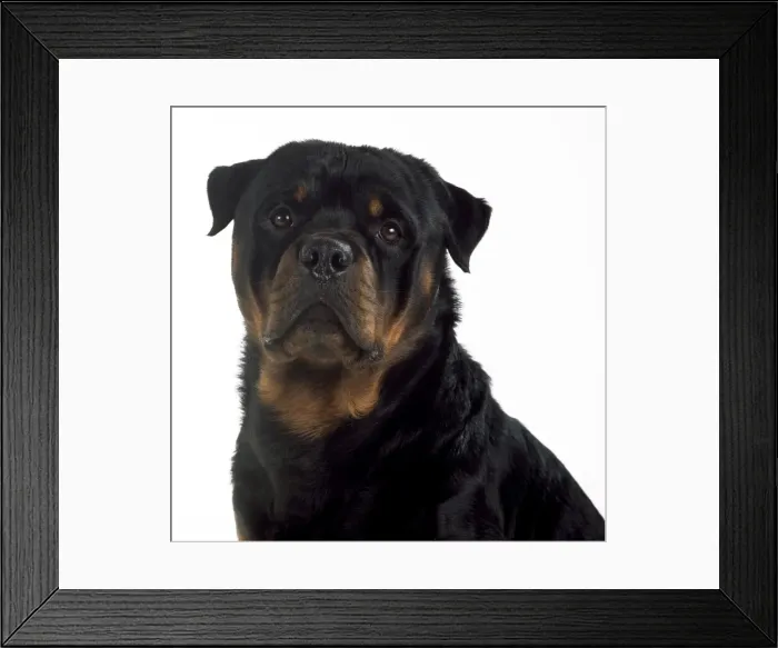 Framed Print : Rottweiler Dog Framed Print : Rottweiler Dog