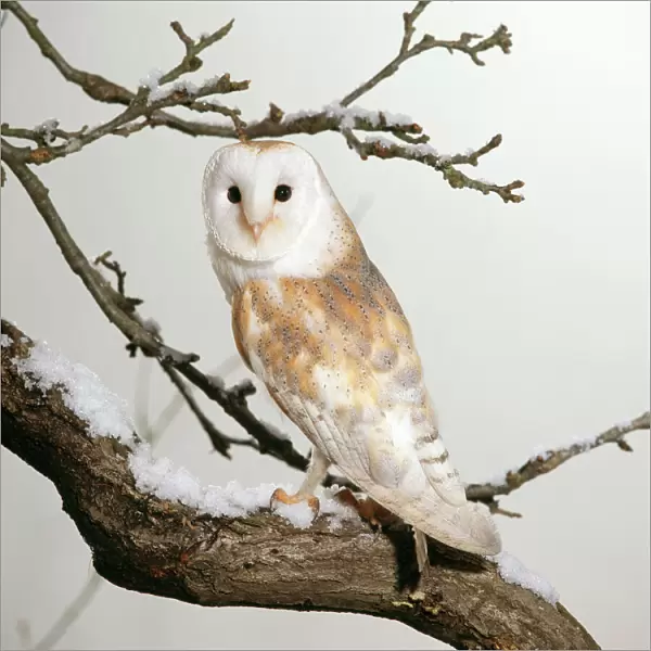 Barn Owl - & snow