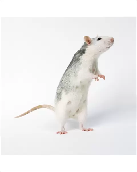 Rat Standing on hind legs