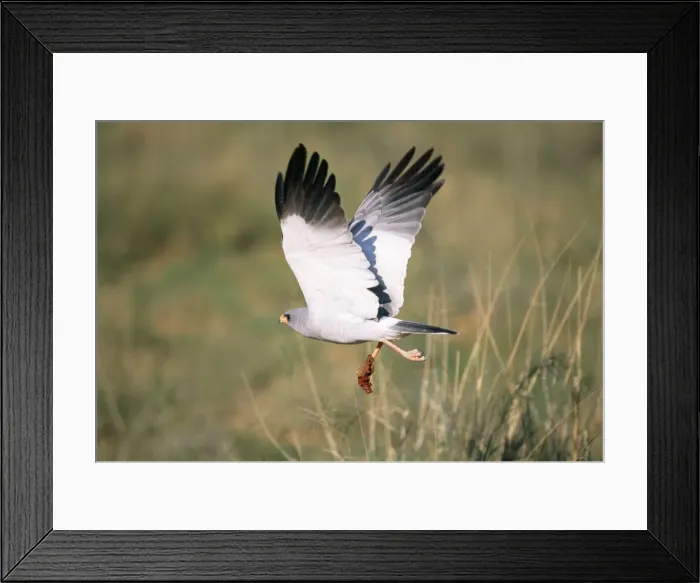 Framed Print : Pale Chanting Goshawk Namibia, Africa Framed Print : Pale Chanting Goshawk Namibia, Africa