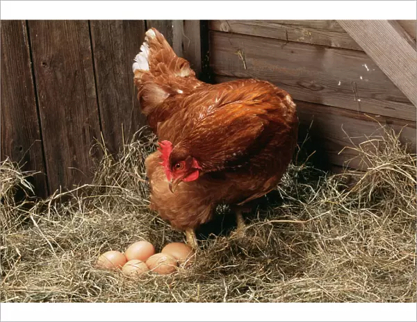 Chicken Hen with eggs