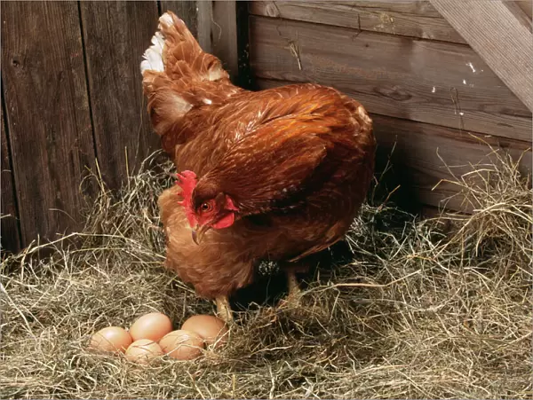 Chicken Hen with eggs