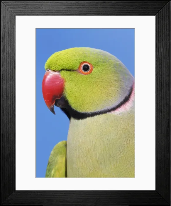 Framed Print : Ring-necked Parakeet Framed Print : Ring-necked Parakeet