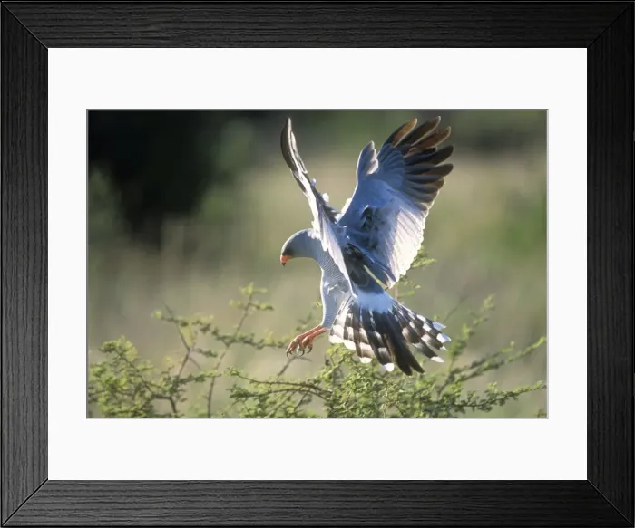 Framed Print : Pale Chanting Goshawk - alighting on tree Nambia, Africa Framed Print : Pale Chanting Goshawk - alighting on tree Nambia, Africa