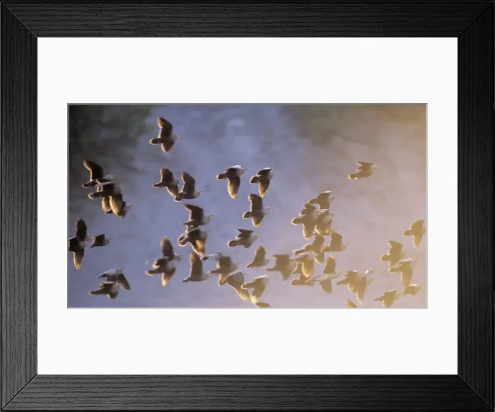 Framed Print : Yellow-throated Sandgrouse - flock Botswana, Africa Framed Print : Yellow-throated Sandgrouse - flock Botswana, Africa