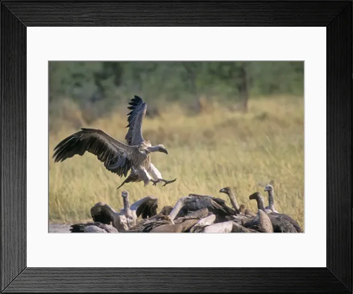 Framed Print : Whitebacked Vulture Botswana, Africa Framed Print : Whitebacked Vulture Botswana, Africa