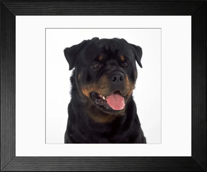 Framed Print : Rottweiler Dog Framed Print : Rottweiler Dog