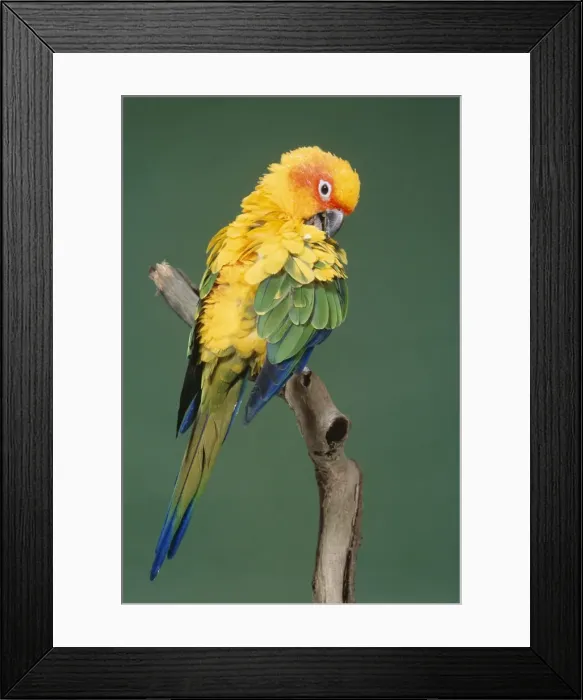 Framed Print : Sun Conure - preening Distribution: The Guianas, South East Venezuela, North East Brazil in Roraima. Not found South of Amazon River Framed Print : Sun Conure - preening Distribution: The Guianas, South East Venezuela, North East Brazil in Roraima. Not found South of Amazon River