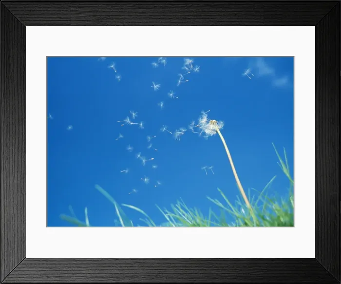 Framed Print : Dandelion Clock - seeds being blown off Framed Print : Dandelion Clock - seeds being blown off