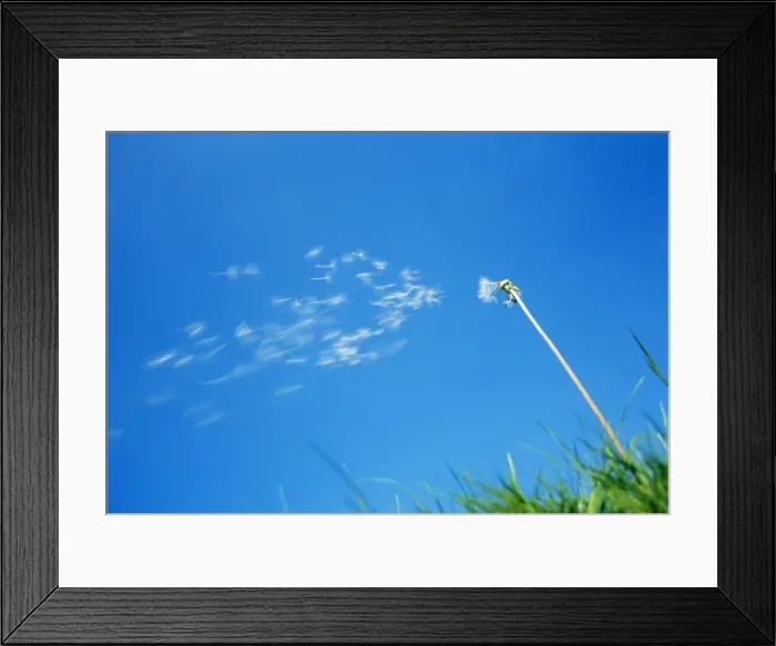 Framed Print : Dandelion - Seeds being blown off dandelion clock Framed Print : Dandelion - Seeds being blown off dandelion clock