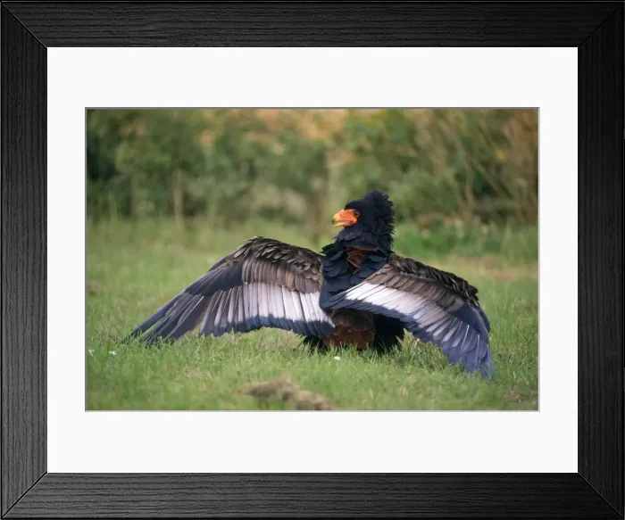 Framed Print : Bateleur Eagle - wings extended Framed Print : Bateleur Eagle - wings extended