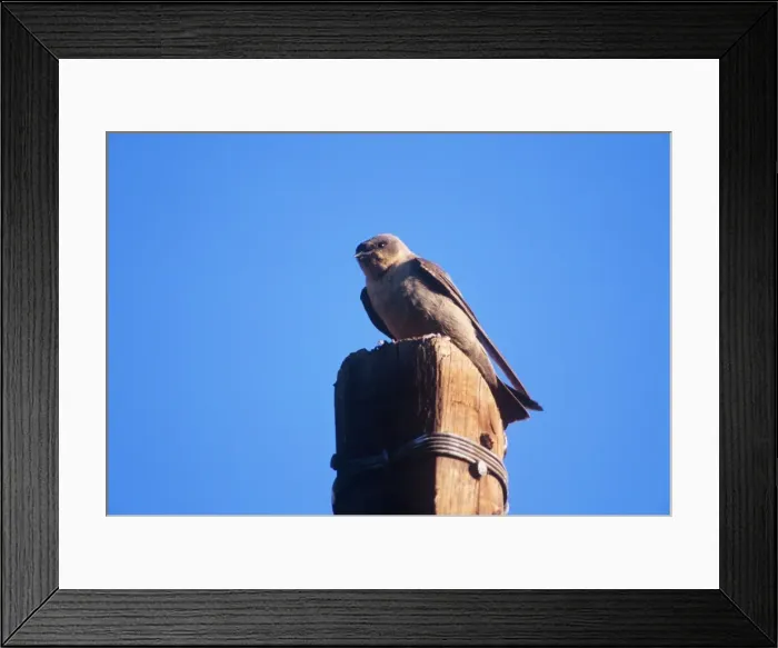 Framed Print : Rock Martin - perched on post Namibia, Africa Framed Print : Rock Martin - perched on post Namibia, Africa