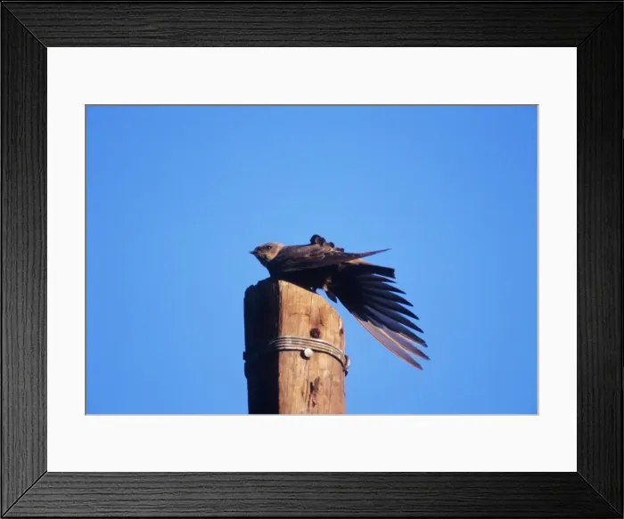 Framed Print : Rock Martin - perched on post, stretching wing. Namibia, Africa Framed Print : Rock Martin - perched on post, stretching wing. Namibia, Africa