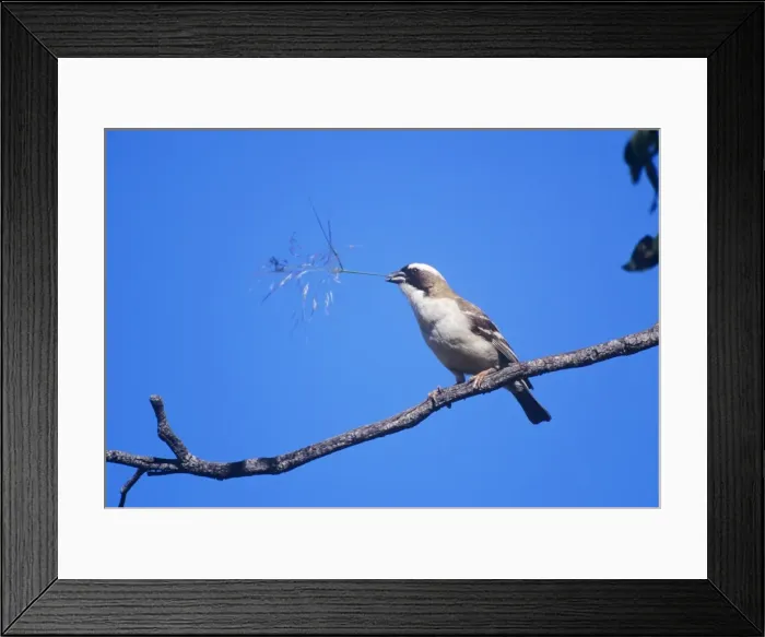 Framed Print : White-browed Sparrow Weaver - with grass stem Namibia, Africa