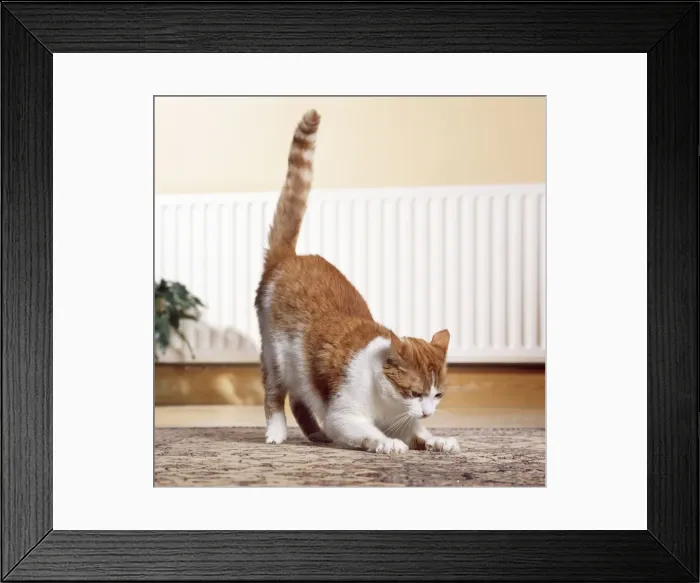 Framed Print : Cat - clawing at carpet Framed Print : Cat - clawing at carpet