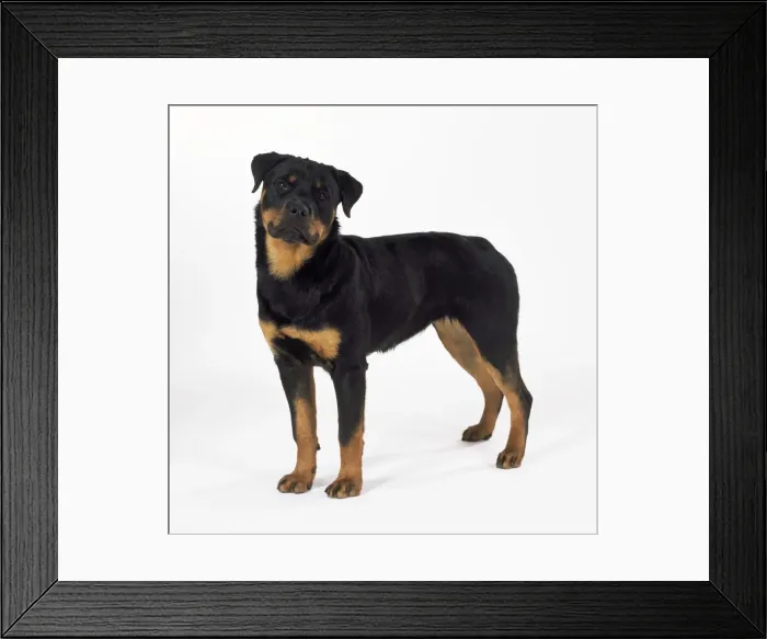 Framed Print : Rottweiler Dog - puppy Framed Print : Rottweiler Dog - puppy