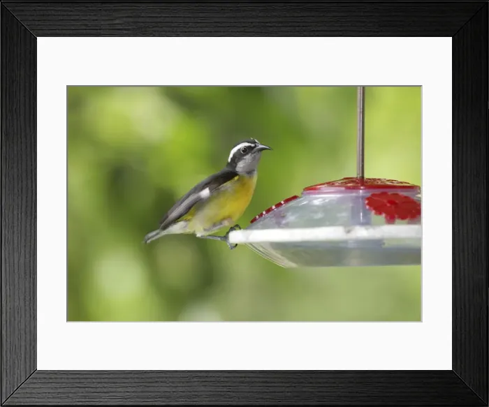 Framed Print : Bananaquit on nectar feeder - Asa Wright Centre, Trinidad Framed Print : Bananaquit on nectar feeder - Asa Wright Centre, Trinidad
