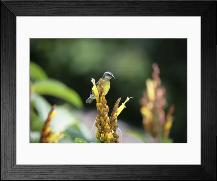 Framed Print : Bananaquit - Asa Wright Centre, Trinidad Framed Print : Bananaquit - Asa Wright Centre, Trinidad