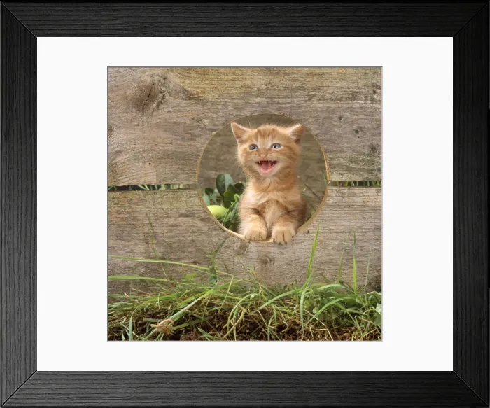 Framed Print : Ginger Cat - kitten looking through hole in fence & miaowing Framed Print : Ginger Cat - kitten looking through hole in fence & miaowing