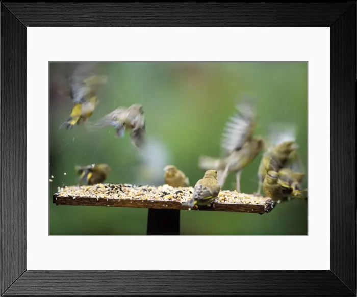 Framed Print : Greenfinches - flying from bird table Framed Print : Greenfinches - flying from bird table