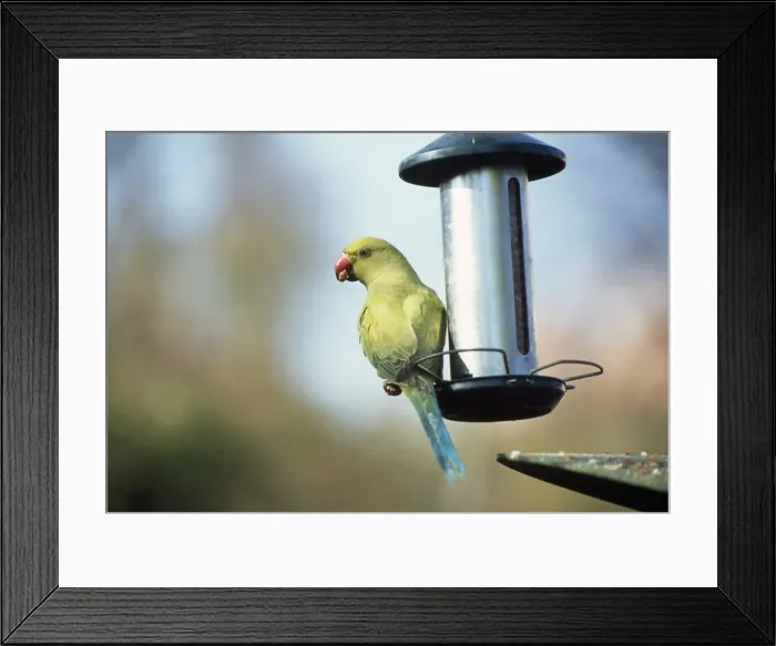 Framed Print : Ring-necked Parakeet - on bird feeder Framed Print : Ring-necked Parakeet - on bird feeder