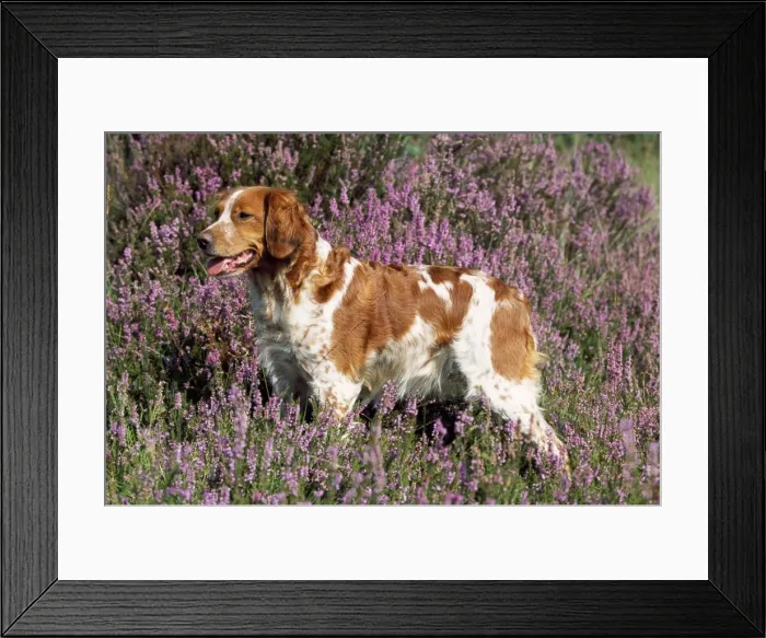 Framed Print : Brittany Dog - in heather Framed Print : Brittany Dog - in heather