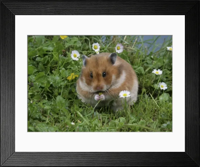 Framed Print : Syrian Hamster Framed Print : Syrian Hamster