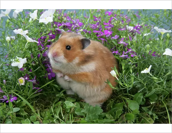 Syrian Hamster in flowers