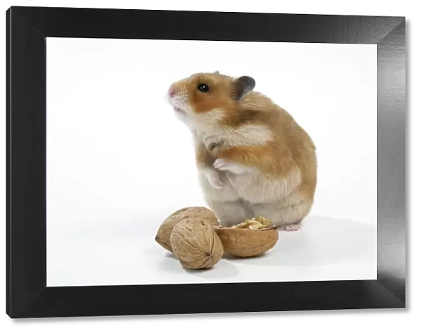 Syrian Hamster with walnuts