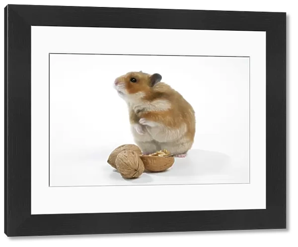 Syrian Hamster with walnuts