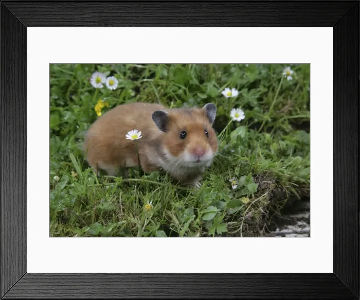 Framed Print : Syrian Hamster Framed Print : Syrian Hamster
