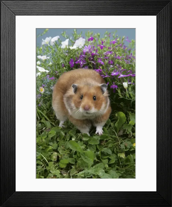 Framed Print : Syrian Hamster in flowers Framed Print : Syrian Hamster in flowers
