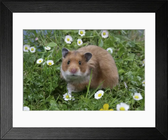 Framed Print : Syrian Hamster in flowers Framed Print : Syrian Hamster in flowers