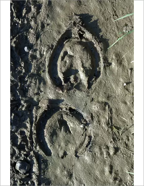 Horse's Hoof - Imprint in the mud