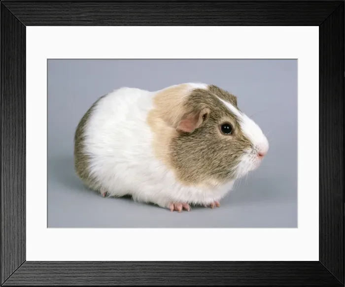 Framed Print : Guinea Pig - Lemon Agouti Framed Print : Guinea Pig - Lemon Agouti