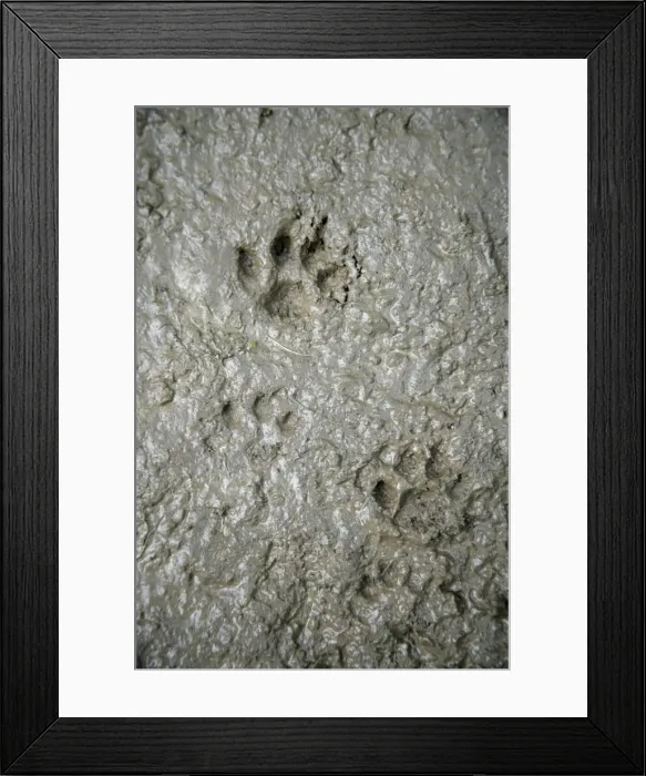 Framed Print : CAT - cat footprints in mud Framed Print : CAT - cat footprints in mud
