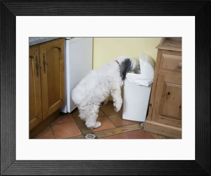Framed Print : DOG - Dog scavenging from waste bin in the home Framed Print : DOG - Dog scavenging from waste bin in the home