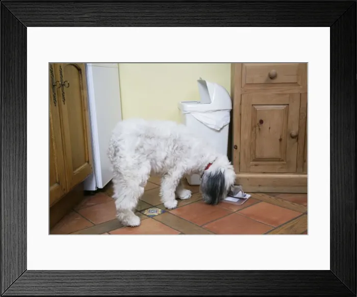 Framed Print : DOG - Dog scavenging from waste bin in the home Framed Print : DOG - Dog scavenging from waste bin in the home